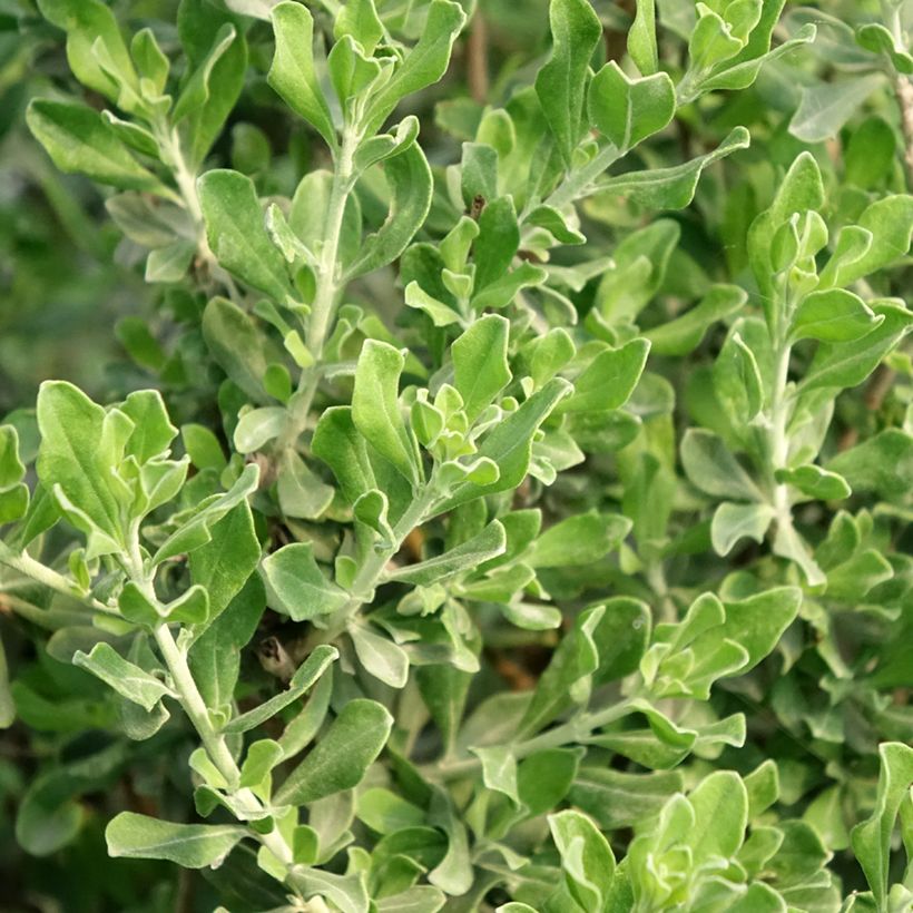 Leucophyllum langmaniae - Leucofillo (Fogliame)