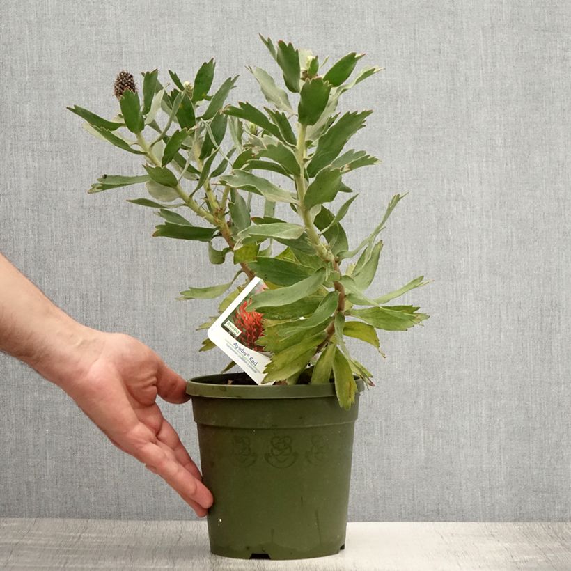 Esemplare di Leucospermum Ayoba Red Vaso da 2L/3L consegnato in estate