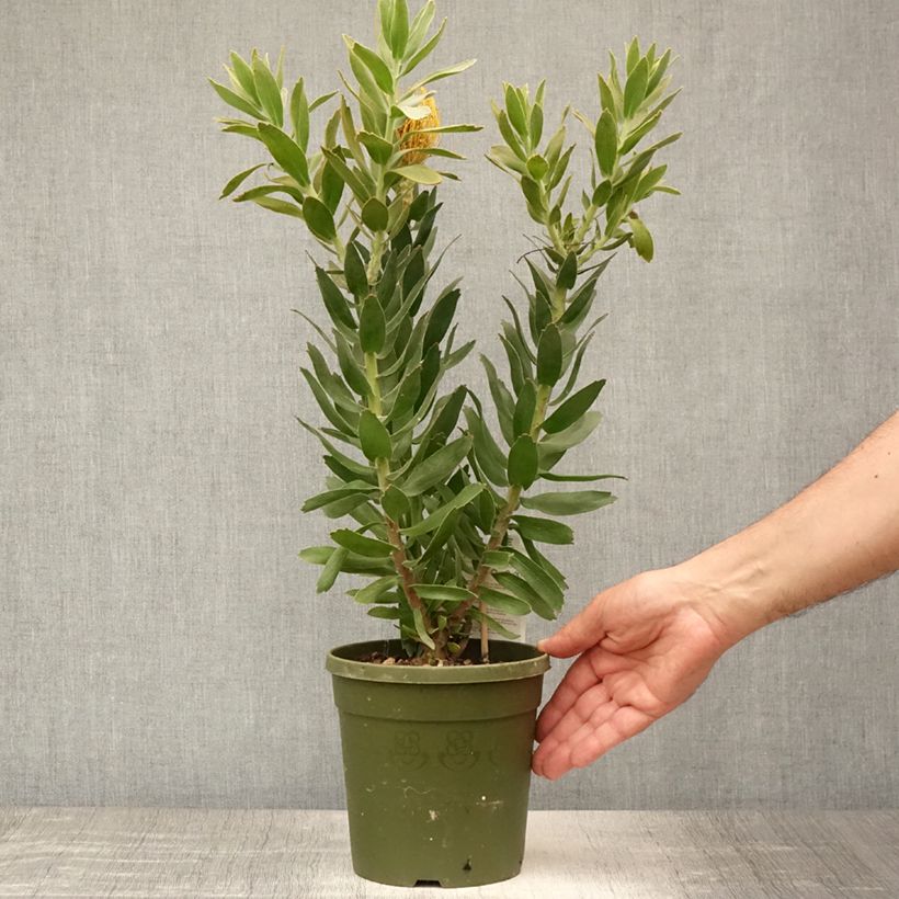 Esemplare di Leucospermum Copper Carnival Vaso da 2L/3L consegnato in estate