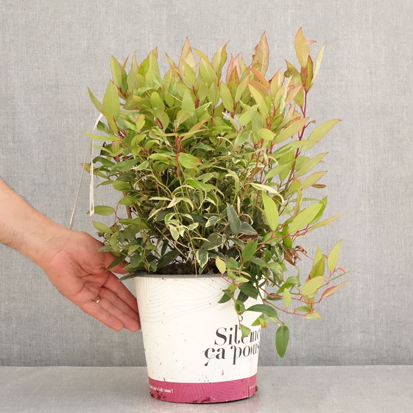 Esemplare di Leucothoe fontanesiana Color Diamond Vaso da 4L/5L consegnato in estate