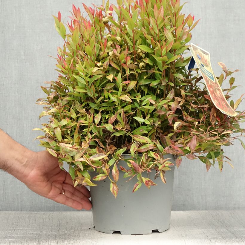 Esemplare di Leucothoe fontanesiana Little Flames Vaso da 4L/5L consegnato in estate