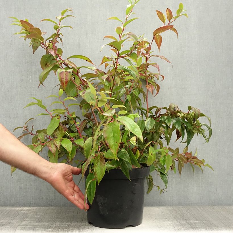 Esemplare di Leucothoe fontanesiana Rainbow Vaso da 7,5L/10L consegnato in estate