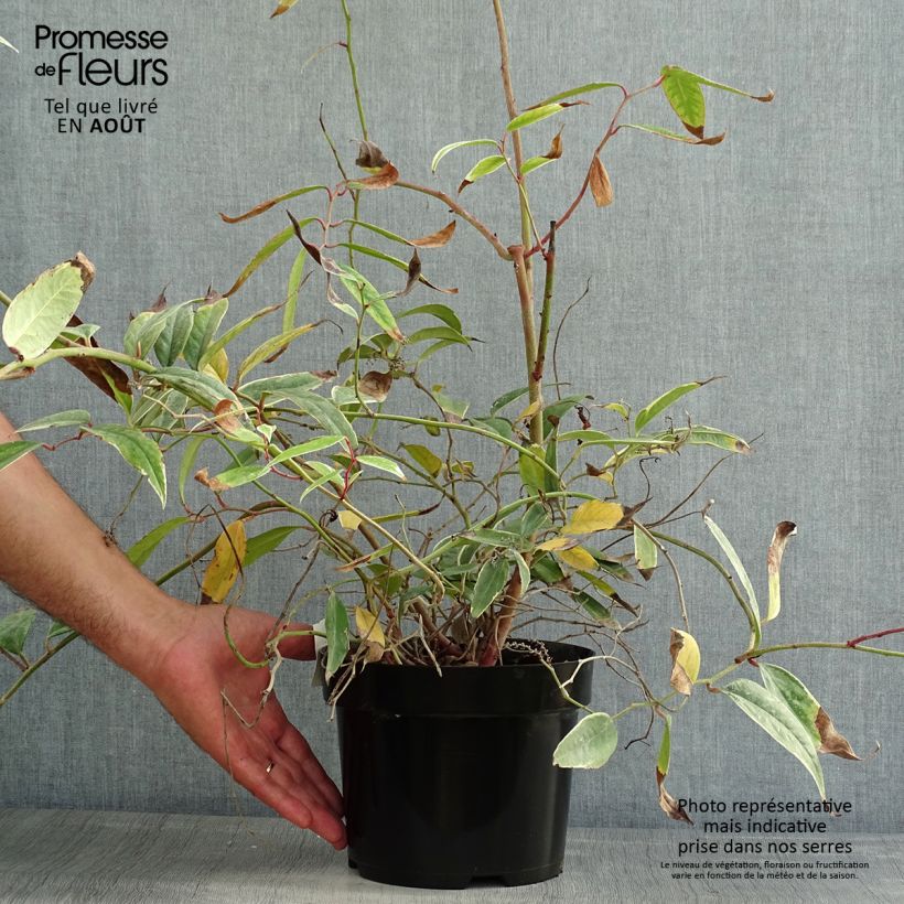 Esemplare di Leucothoe fontanesiana Whitewater Vaso da 2L/3L consegnato in estate