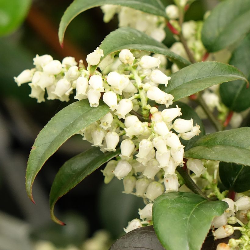 Leucothoe fontanesiana Dark Diamond (Fioritura)
