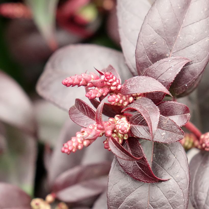 Leucothoe fontanesiana Dark Diamond (Fioritura)