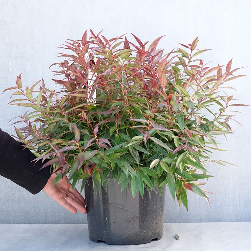 Leucothoe keiskei Burning Love Vaso da 7,5L/10L esemplare consegnato in inverno