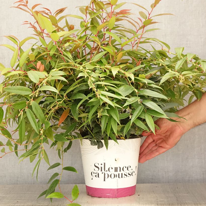Esemplare di Leucothoe walteri Royal Ruby Vaso da 2L/3L consegnato in estate