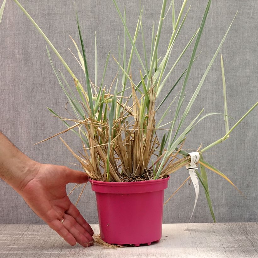 Esemplare di Leymus arenarius - Orzo delle sabbie Vaso da 2L/3L consegnato in estate