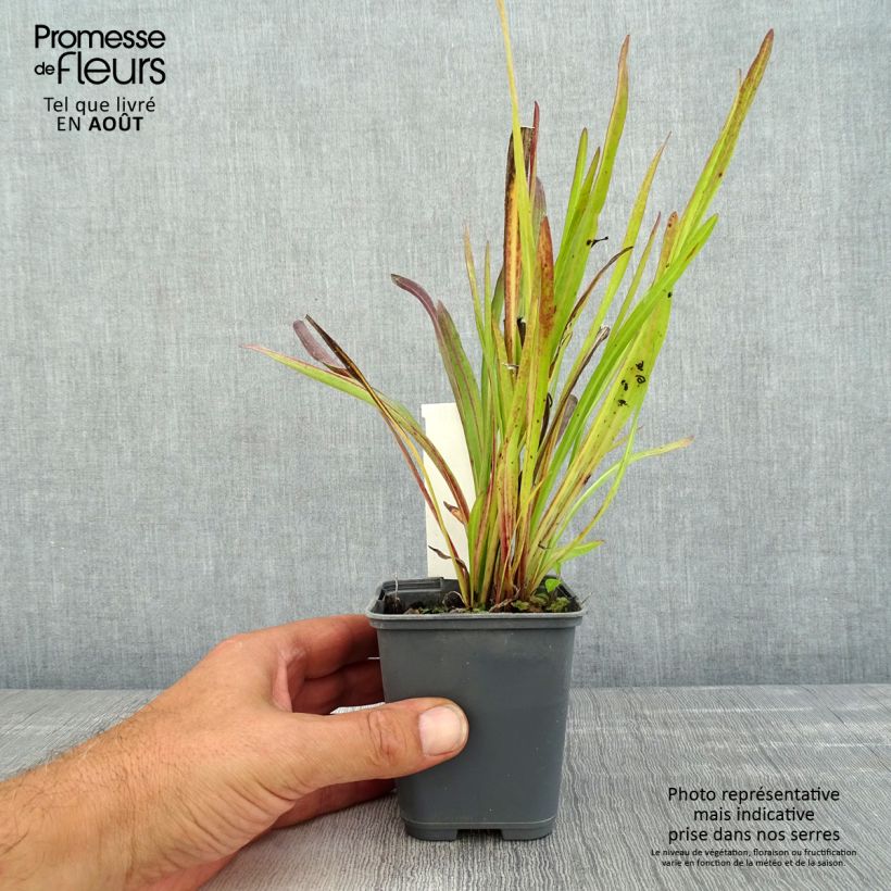 Esemplare di Liatris ligulistylis Vasetto da 8/9 cm consegnato in estate