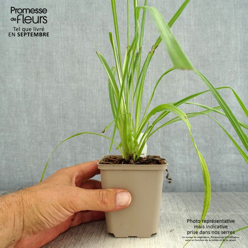Esemplare di Liatris pycnostachya Vasetto da 8/9 cm consegnato in estate