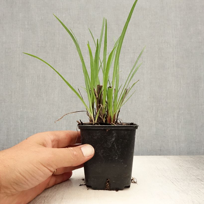 Esemplare di Liatris spicata - Liatride a spighe Vasetto da 8/9 cm consegnato in estate