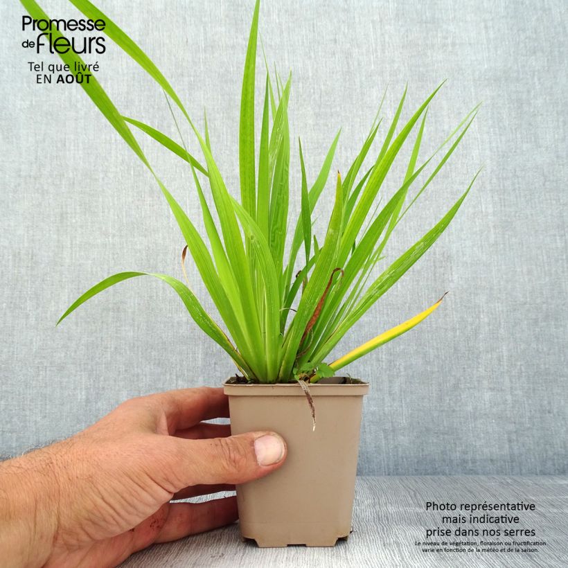 Esemplare di Libertia formosa Vasetto da 8/9 cm consegnato in estate
