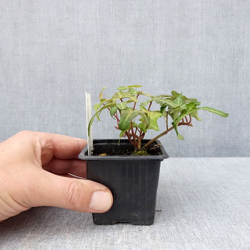Hedera helix Courage - Edera Vasetto da 8/9 cm esemplare consegnato in primavera