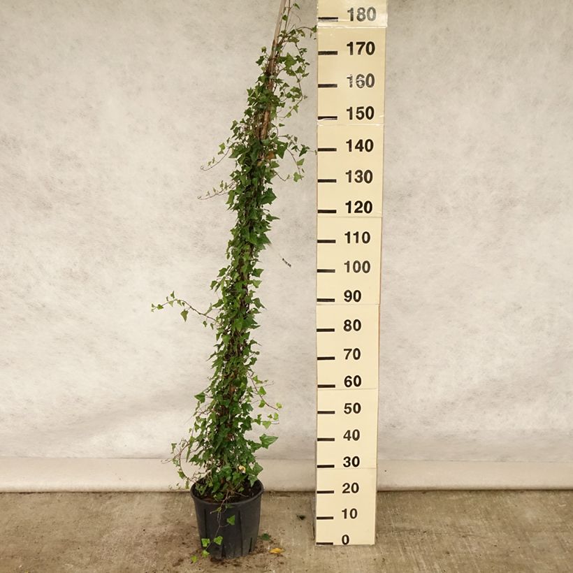 Esemplare di Hedera helix - Edera comune Vaso da 4L/5L consegnato in estate