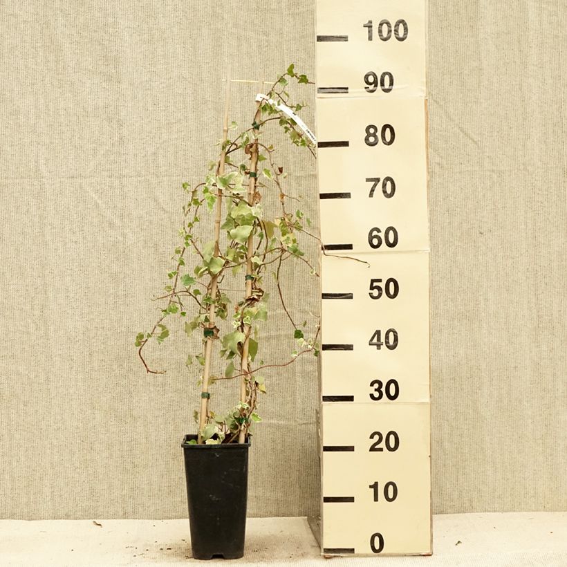 Esemplare di Hedera helix Eva - Edera variegata Vaso da 2L/3L consegnato in estate