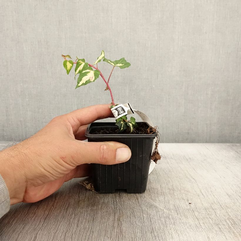 Esemplare di Hedera helix Oro di Bogliasco Goldheart - Edera variegata Vasetto da 8/9 cm come consegnato in autunno