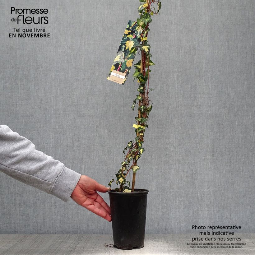Esemplare di Hedera helix Oro di Bogliasco Goldheart - Edera variegata Vaso da 1,5L/2L come consegnato in autunno