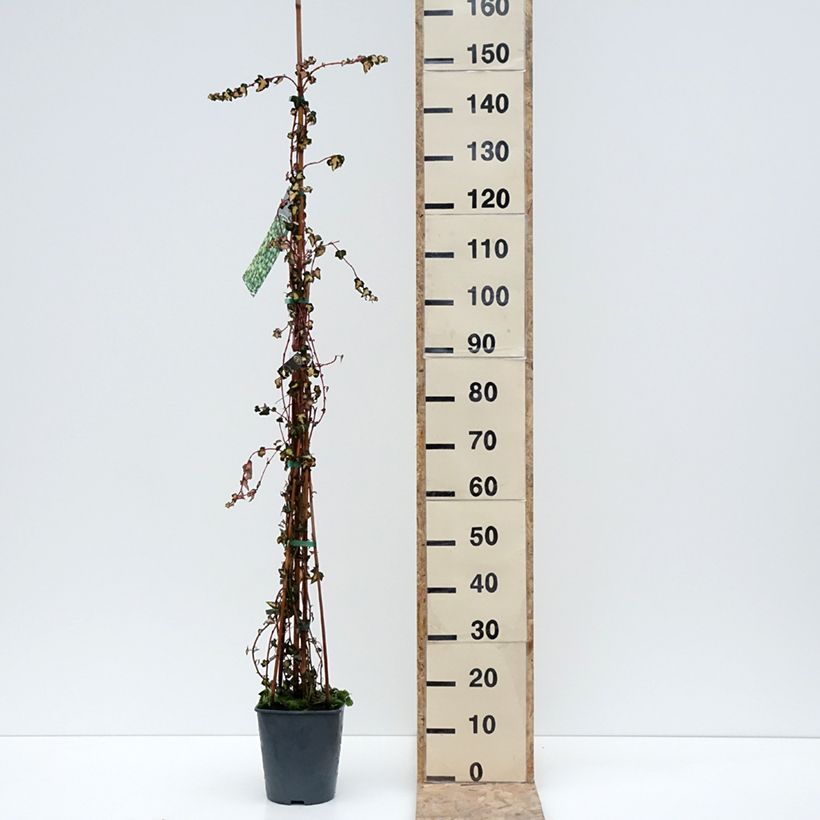 Hedera helix Oro di Bogliasco Goldheart - Edera variegata Vaso da 4L/5L esemplare consegnato in inverno