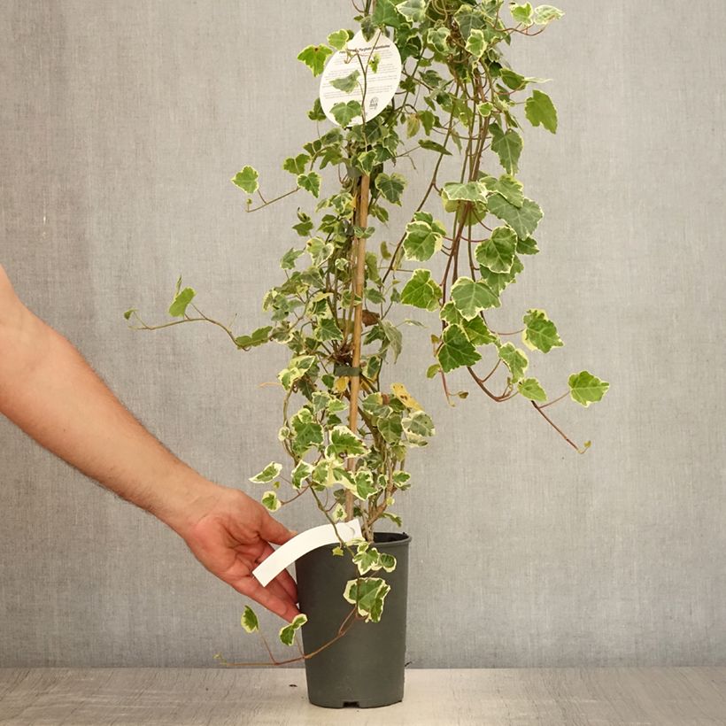 Esemplare di Hedera helix Marginata Elegantissima - Edera variegata Vaso da 2L/3L consegnato in estate