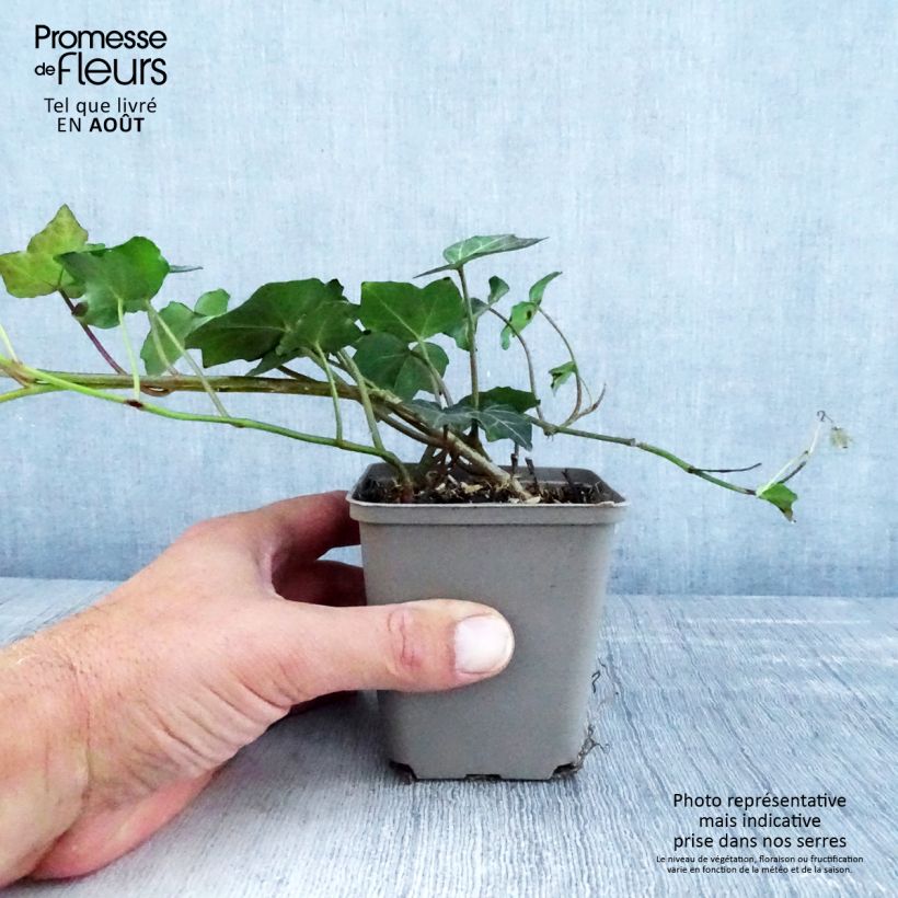 Esemplare di Hedera helix Woerner - Edera Vasetto da 8/9 cm consegnato in estate