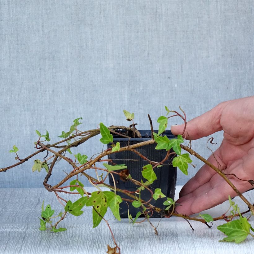 Esemplare di Hedera helix Shamrock - Edera Vasetto da 8/9 cm consegnato in estate