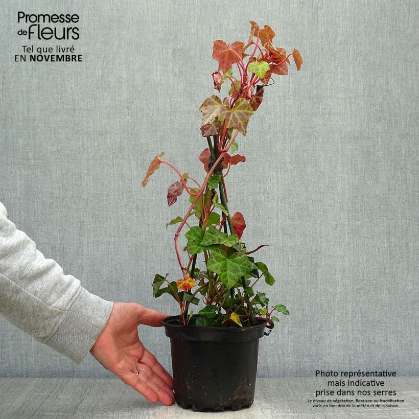 Esemplare di Hedera hibernica - Edera irlandese Vaso da 2L/3L come consegnato in autunno