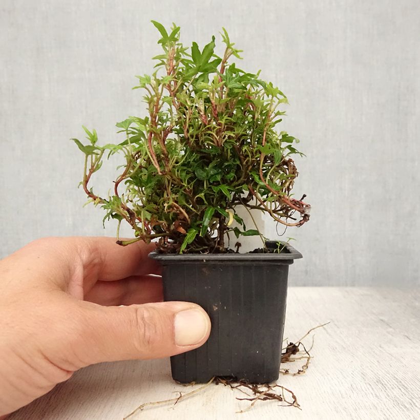 Esemplare di Hedera helix Dyinnii - Edera Vasetto da 8/9 cm consegnato in estate
