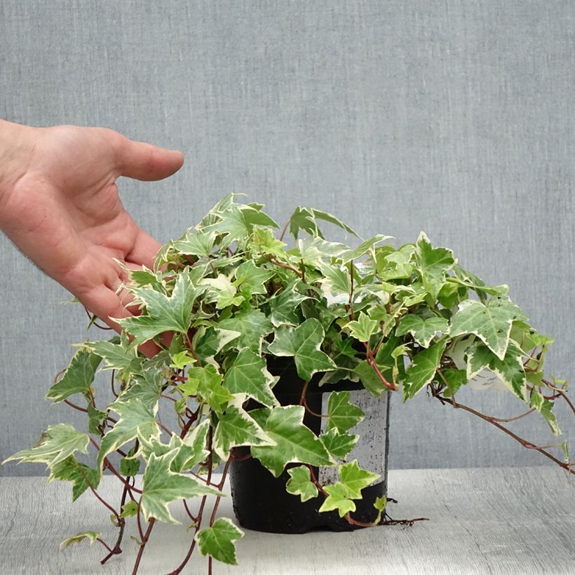Esemplare di Hedera helix White Ripple - Edera variegata Vaso da 1,5L/2L consegnato in estate