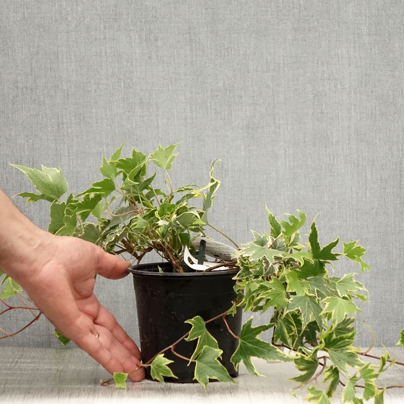 Esemplare di Hedera helix Yellow Ripple - Edera variegata Vaso da 1,5L/2L consegnato in estate