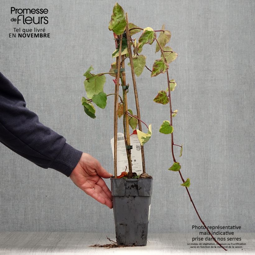 Esemplare di Hedera colchica Dentata Variegata - Edera variegata Vaso da 1L/1,5L come consegnato in autunno