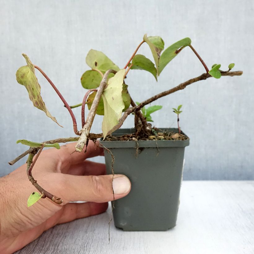 Esemplare di Hedera colchica - Edera Vasetto da 8/9 cm consegnato in estate