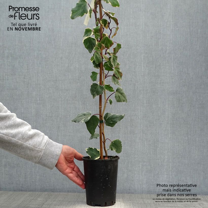 Esemplare di Hedera algeriensis Gloire de Marengo - Edera algerina variegata Vaso da 2L/3L come consegnato in autunno