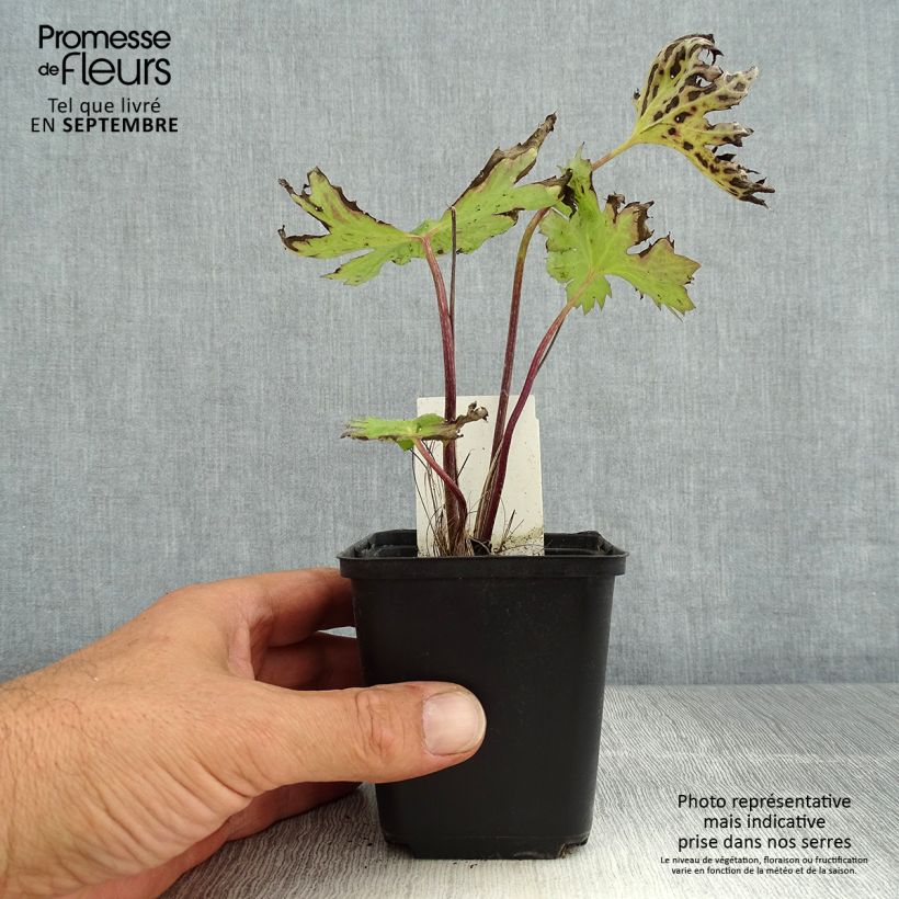 Esemplare di Ligularia przewalskii Vasetto da 8/9 cm consegnato in estate