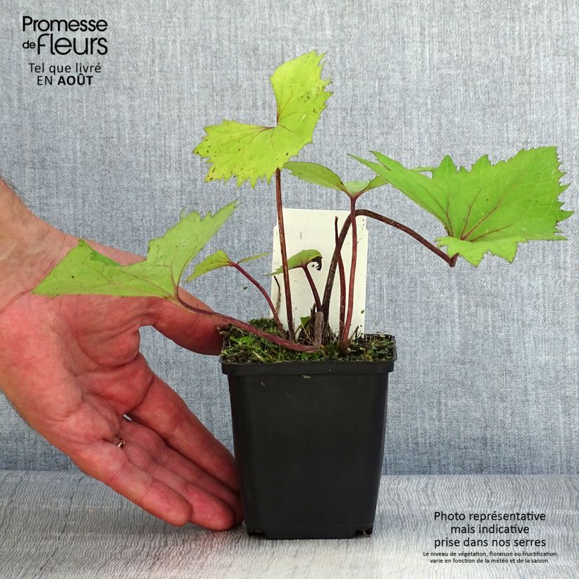 Esemplare di Ligularia stenocephala Little Rocket Vasetto da 8/9 cm consegnato in estate