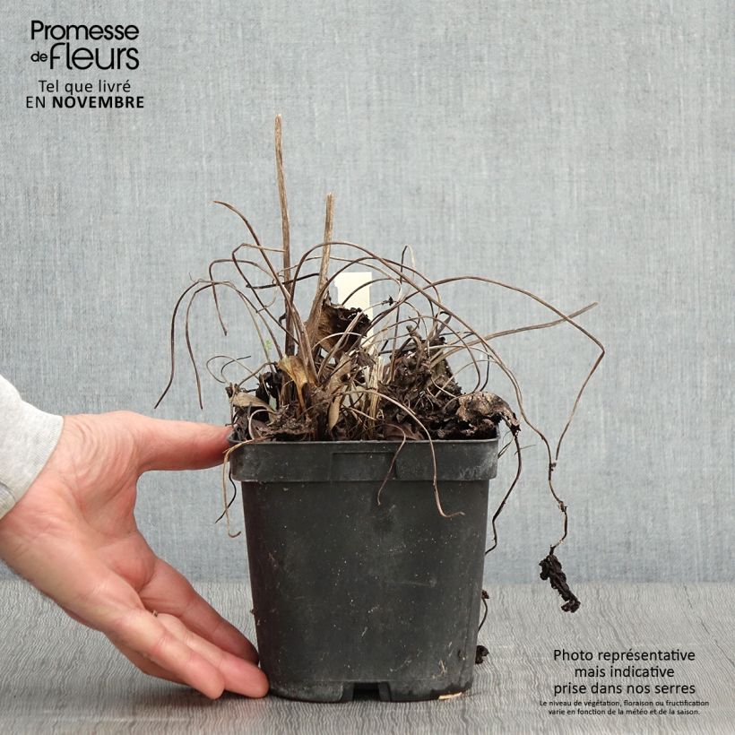 Esemplare di Ligularia stenocephala The Rocket Vaso da 2L/3L come consegnato in autunno