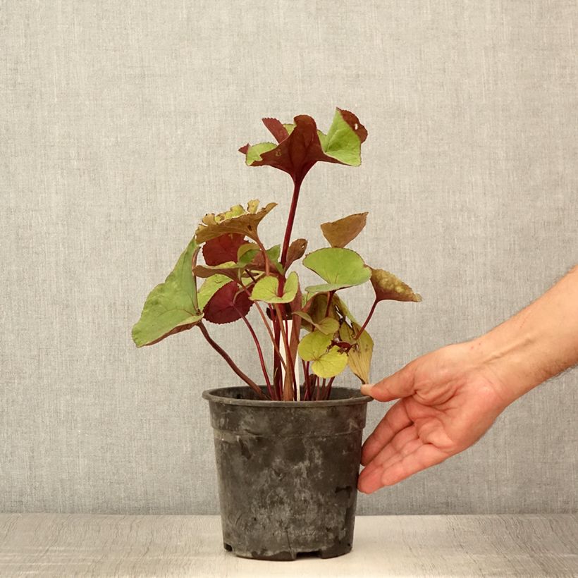 Esemplare di Ligularia dentata Garden Confetti Vaso da 2L/3L consegnato in estate