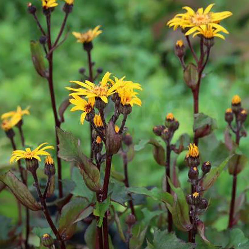 Ligularia dentata Little Golden Ray (Porto)