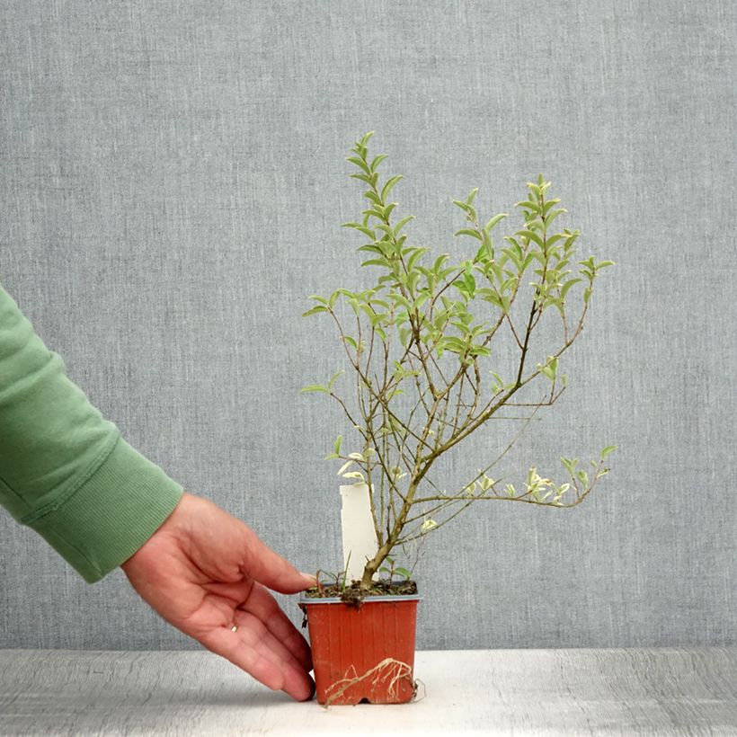 Esemplare di Ligustrum ibota Musli - Ligustro Vasetto da 8/9 cm consegnato in estate