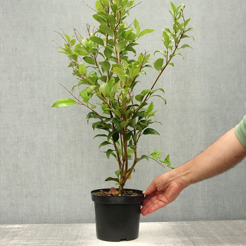 Esemplare di Ligustrum japonicum Green Century - Ligustro giapponese Vaso da 2L/3L consegnato in estate