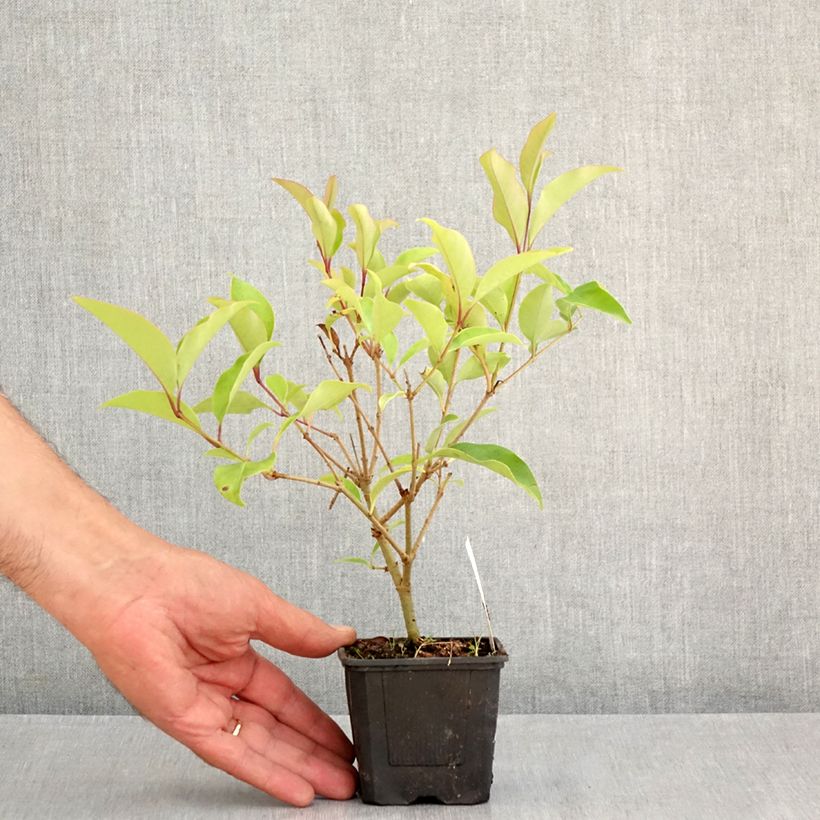 Esemplare di Ligustrum lucidum Green Screen - Ligustro lucido Vasetto da 8/9 cm consegnato in estate