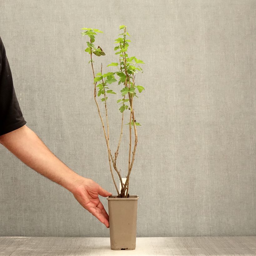 Esemplare di Syringa pinnatifolia - Lillà Vaso da 4L/5L consegnato in estate