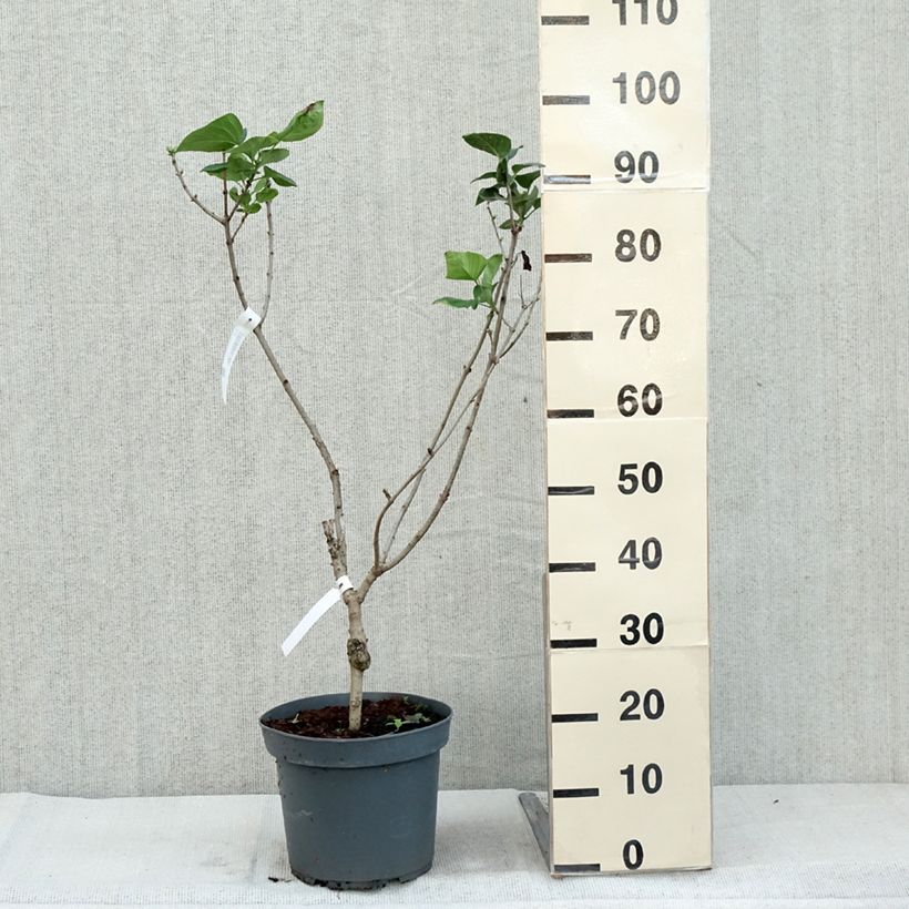 Esemplare di Syringa (x) hyacinthiflora Esther Staley - Lillà Vaso da 7,5L/10L come consegnato in autunno