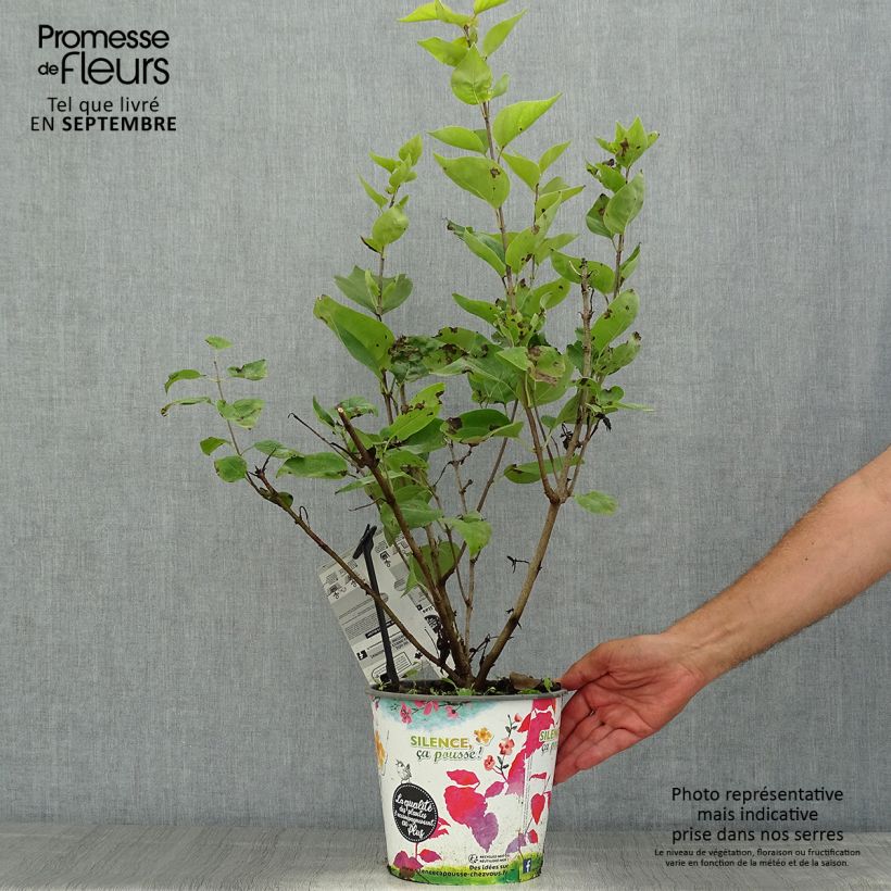 Esemplare di Syringa hyacinthiflora Maiden's Blush - Lillà Vaso da 4L/5L consegnato in estate
