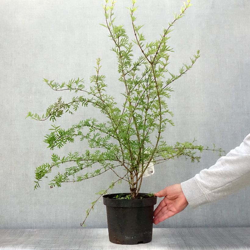 Esemplare di Syringa afghanica - Lillà Vaso da 4L/5L consegnato in estate