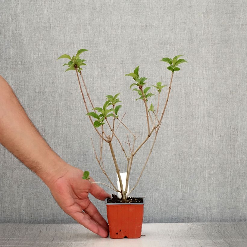Esemplare di Syringa josikae - Lillà Vasetto da 8/9 cm consegnato in estate