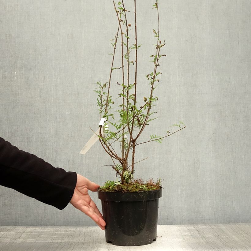 Esemplare di Syringa persica var. Laciniata - Lillà Vaso da 3L/4L come consegnato in autunno
