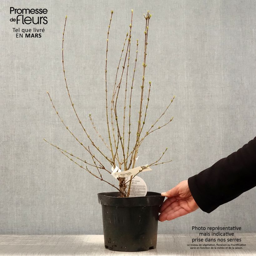 Syringa persica var. Laciniata - Lillà Vaso da 3L/4L esemplare consegnato in primavera