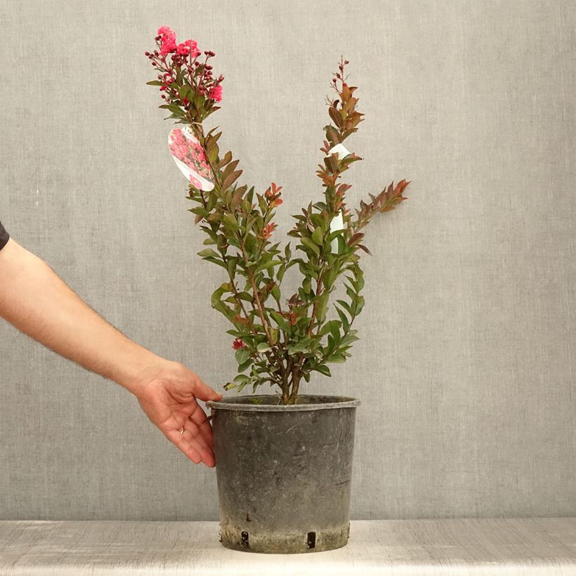 Esemplare di Lagerstroemia Berry Dazzle - Mirto crespo Vaso da 7,5L/10L consegnato in estate