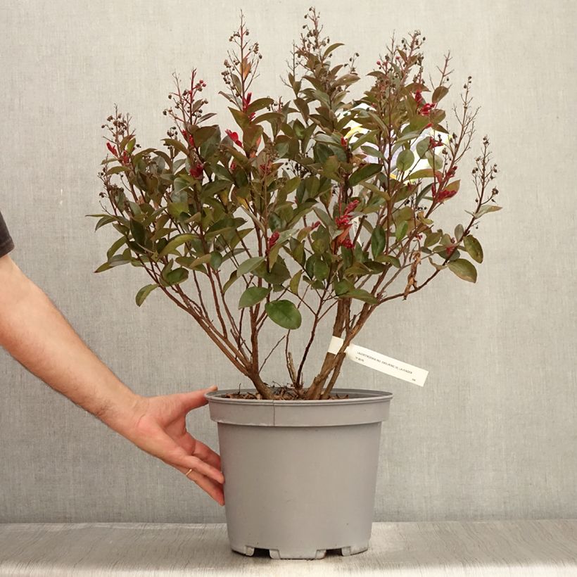 Esemplare di Lagerstroemia Enduring Lavender - Mirto crespo Vaso da 7,5L/10L consegnato in estate