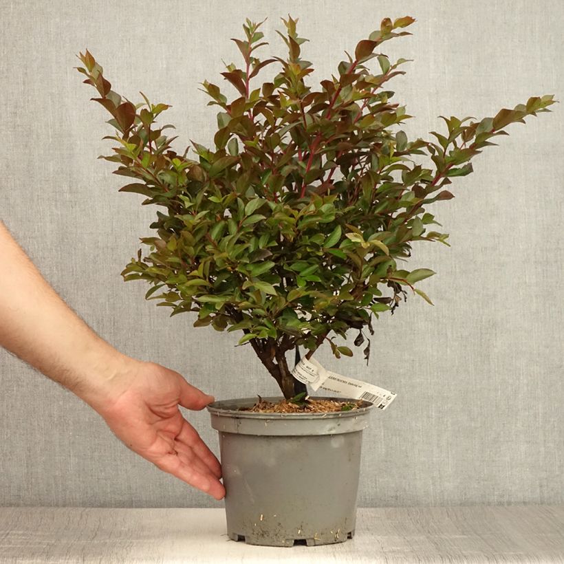 Esemplare di Lagerstroemia Enduring Red - Mirto crespo Vaso da 3L/4L consegnato in estate
